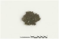 藏品(挺葉蘚科)的圖片